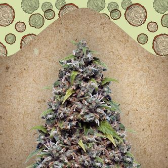 Pure AK (Female Seeds) feminizovan&aacute;