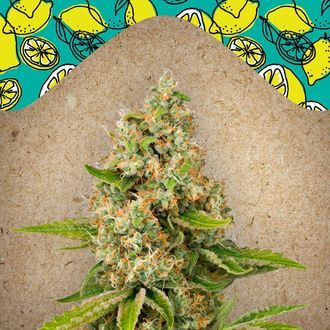 Lemon Kush (Female Seeds) feminizovaná