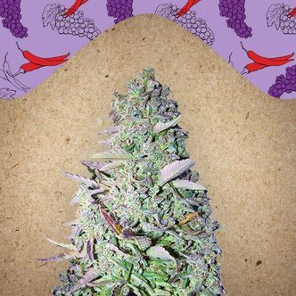 Purple Maroc (Female Seeds) feminizovan&aacute;