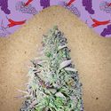Purple Maroc (Female Seeds) feminizovaná