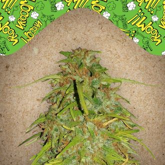 Auto Speed Bud (Female Seeds) feminizovan&aacute;
