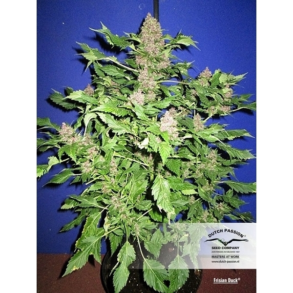 Frisian Duck (Dutch Passion) feminizovaná