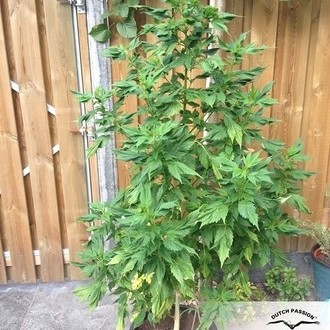 Frisian Duck (Dutch Passion) feminizovaná