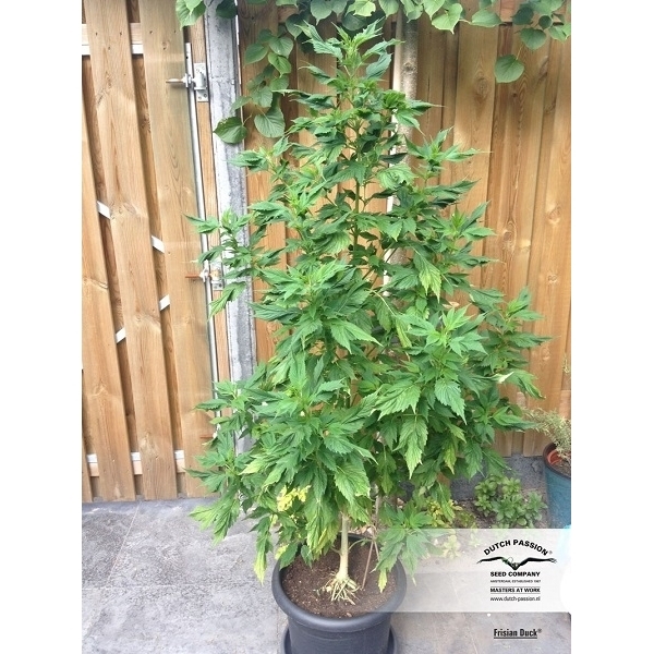 Frisian Duck (Dutch Passion) feminizovaná