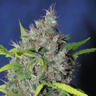 Blueberry Bud (Sagarmatha Seeds) feminizovan&aacute;