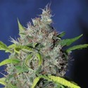 Blueberry Bud (Sagarmatha Seeds) feminizovaná