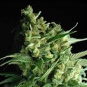 Double Bubble Berry (Sagarmatha Seeds) feminizovaná