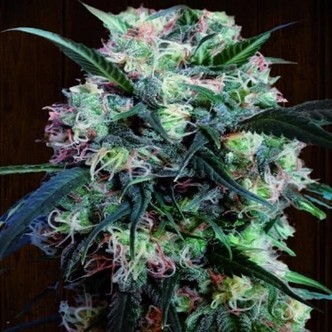Kali China (ACE Seeds) feminizovan&aacute;