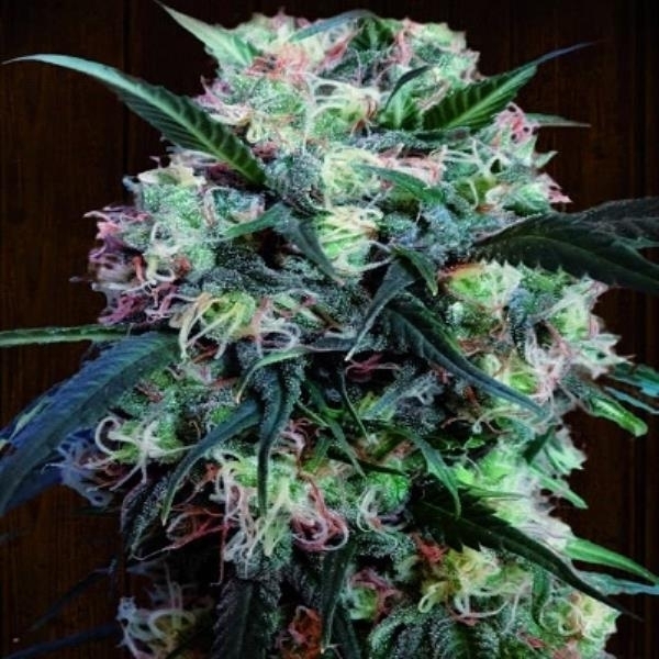 Kali China (ACE Seeds) feminizovaná