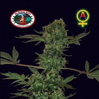 Big Buddha Cheese Samonakv&eacute;tac&iacute; (Big Buddha Seeds) feminizovan&aacute;