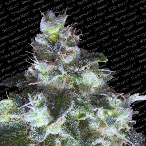 Original White Widow (Paradise Seeds) feminizovaná