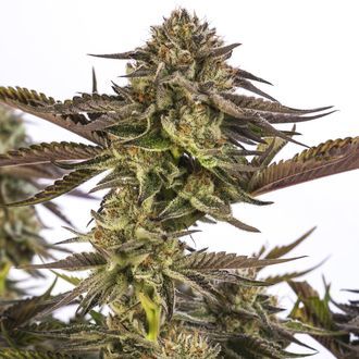 Zombie Kush (Ripper Seeds) feminizovan&aacute;