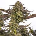 Zombie Kush (Ripper Seeds) feminizovaná
