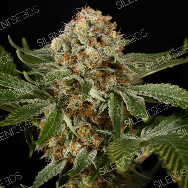 OG Kush (Silent Seeds) feminizovaná