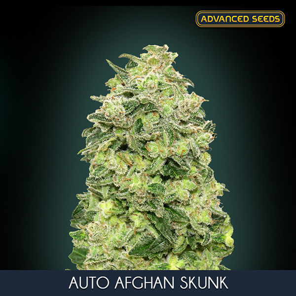 Auto Afghan Skunk (Advanced Seeds) feminizovaná