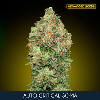 Auto Critical Soma (Advanced Seeds) feminizovan&aacute;