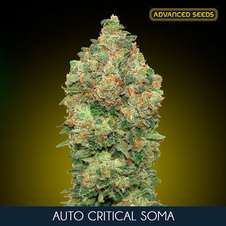 Auto Critical Soma (Advanced Seeds) feminizovan&aacute;