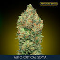 Auto Critical Soma (Advanced Seeds) feminizovaná