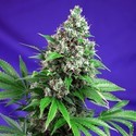 Killer Kush - F1 Fast Version (Sweet Seeds) feminizovaná