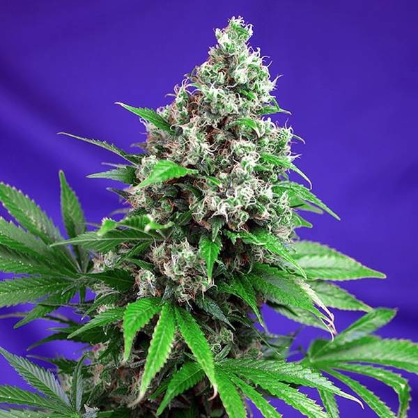 Killer Kush - F1 Fast Version (Sweet Seeds) feminizovaná