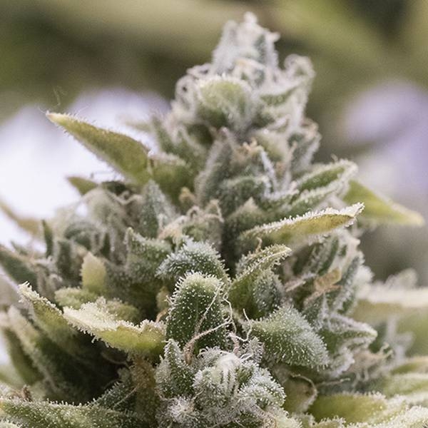 OG Kush Auto (Humboldt Seed Company) feminizovaná