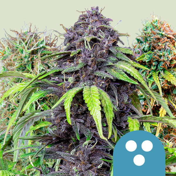 CBD Mix (Royal Queen Seeds) feminizovaná