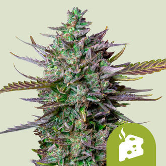 Blue Cheese Samonakvétací (Royal Queen Seeds) feminizovaná