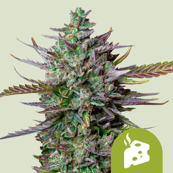Blue Cheese Samonakvétací (Royal Queen Seeds) feminizovaná