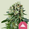 Critical Kush (Royal Queen Seeds) feminizovaná