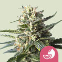 Lemon Shining Silver Haze (Royal Queen Seeds) feminizovaná