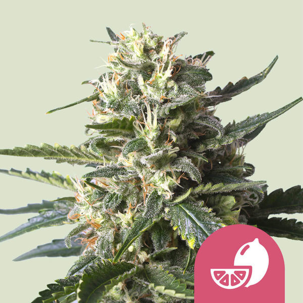 Lemon Shining Silver Haze (Royal Queen Seeds) feminizovaná