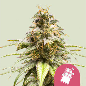 Chocolate Haze (Royal Queen Seeds) feminizovan&aacute;