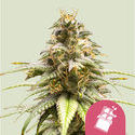 Chocolate Haze (Royal Queen Seeds) feminizovaná