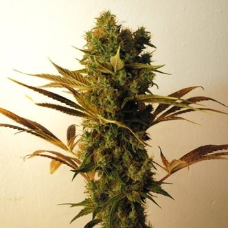Hammershark (Resin Seeds) feminizovan&aacute;