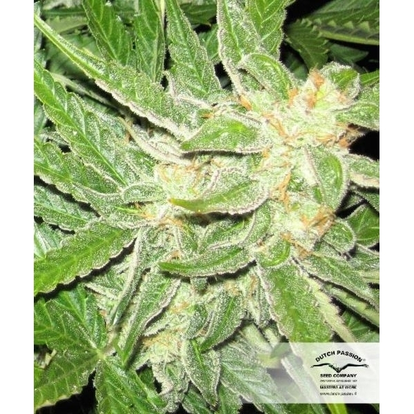 Auto Think Different (Dutch Passion) feminizovaná