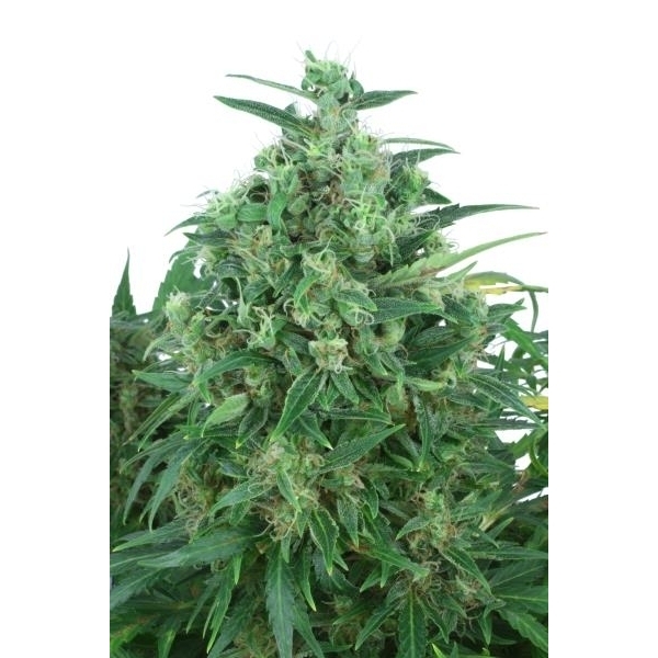 Auto Think Different (Dutch Passion) feminizovaná