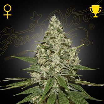 Super Lemon Haze Samonakv&eacute;tac&iacute; (Greenhouse Seeds) feminizovan&aacute;