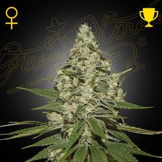 Super Lemon Haze Samonakv&eacute;tac&iacute; (Greenhouse Seeds) feminizovan&aacute;