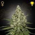 Super Lemon Haze Samonakvétací (Greenhouse Seeds) feminizovaná