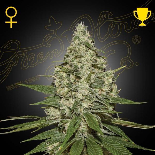 Super Lemon Haze Samonakvétací (Greenhouse Seeds) feminizovaná
