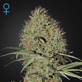 Super Bud Samonakv&eacute;tac&iacute; (Greenhouse Seeds) feminizovan&aacute;
