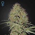 Super Bud Samonakvétací (Greenhouse Seeds) feminizovaná