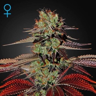 King's Kush Samonakv&eacute;tac&iacute; (Greenhouse Seeds) feminizovan&aacute;