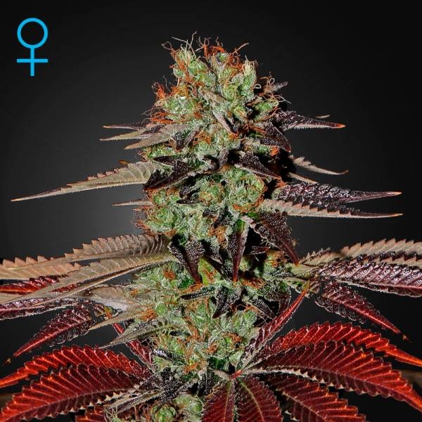 King's Kush Samonakvétací (Greenhouse Seeds) feminizovaná