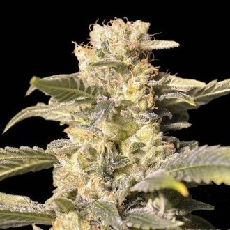 TNT Kush CBD (Eva Seeds) feminizovan&aacute;