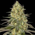 Black Dream (Eva Seeds) feminizovaná