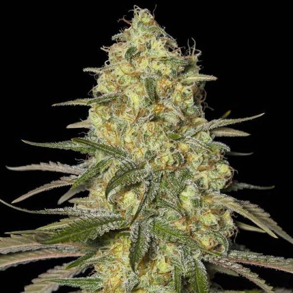Black Dream (Eva Seeds) feminizovaná