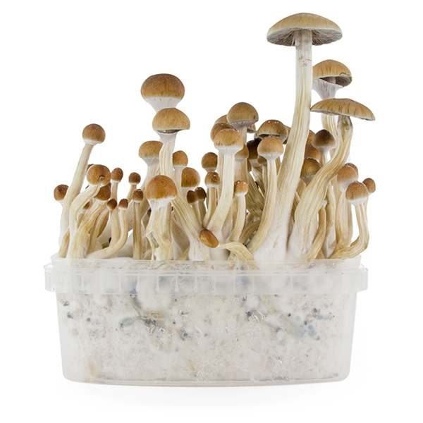 Fresh Mushrooms grow kit „B+“