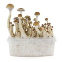 Fresh Mushrooms grow kit „B+“