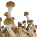 Fresh Mushrooms grow kit „B+“